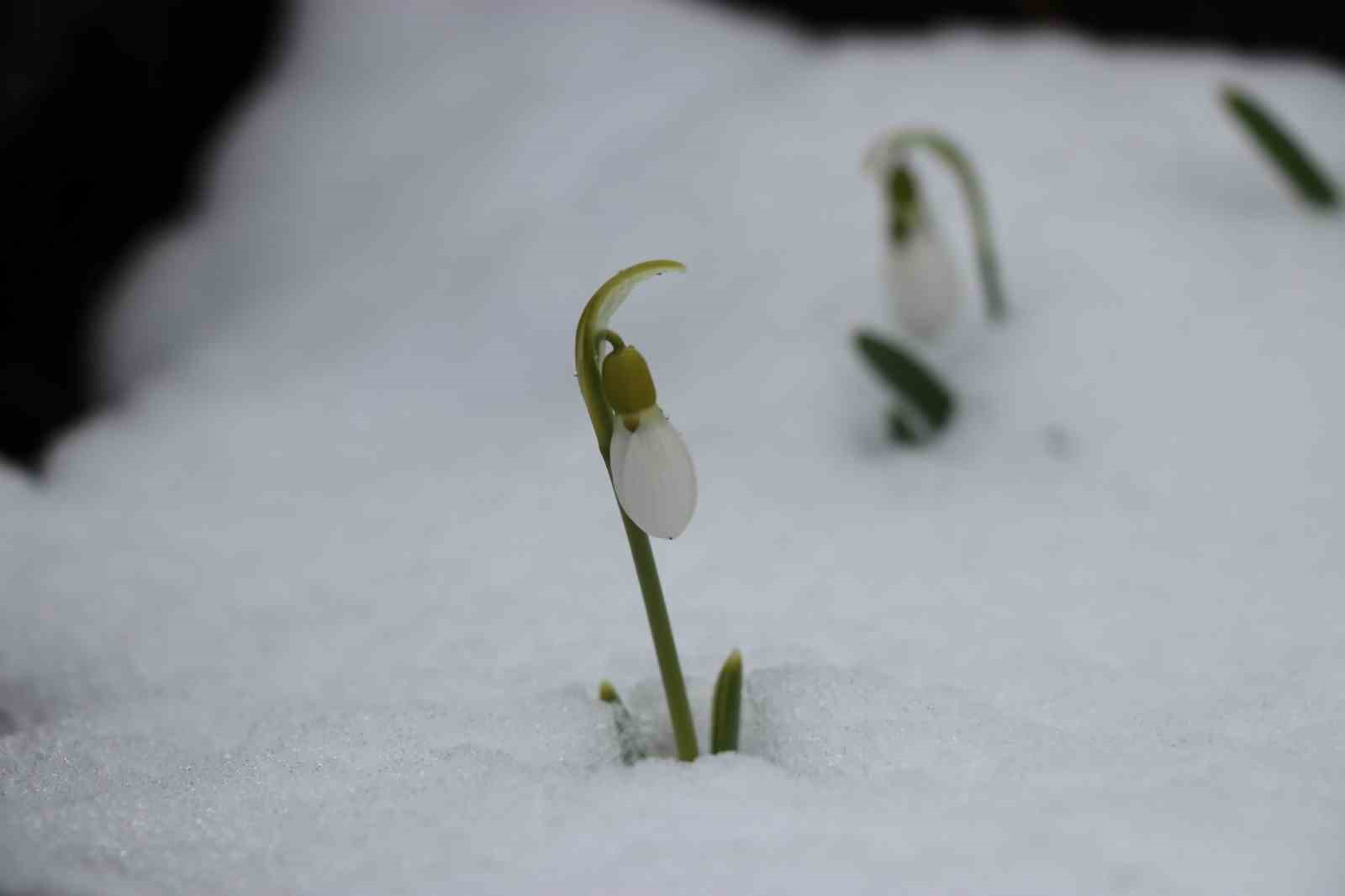 Mart karı kardelenleri yeniden beyaza bürüdü
