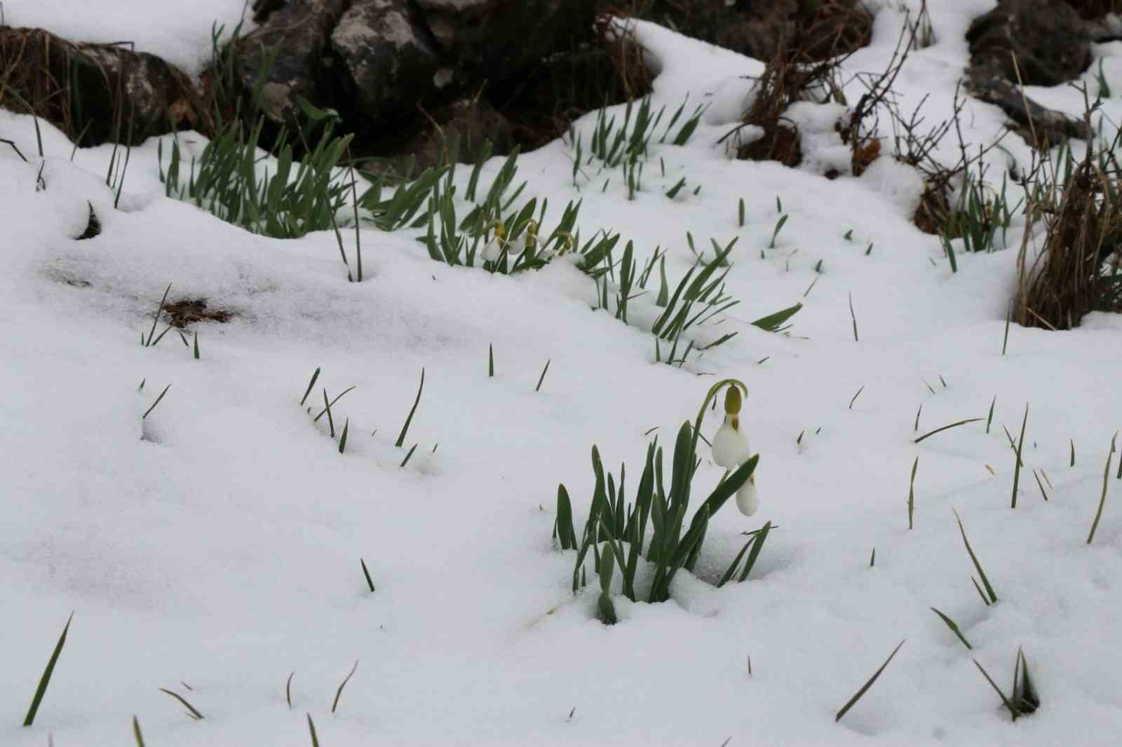 Mart karı kardelenleri yeniden beyaza bürüdü
