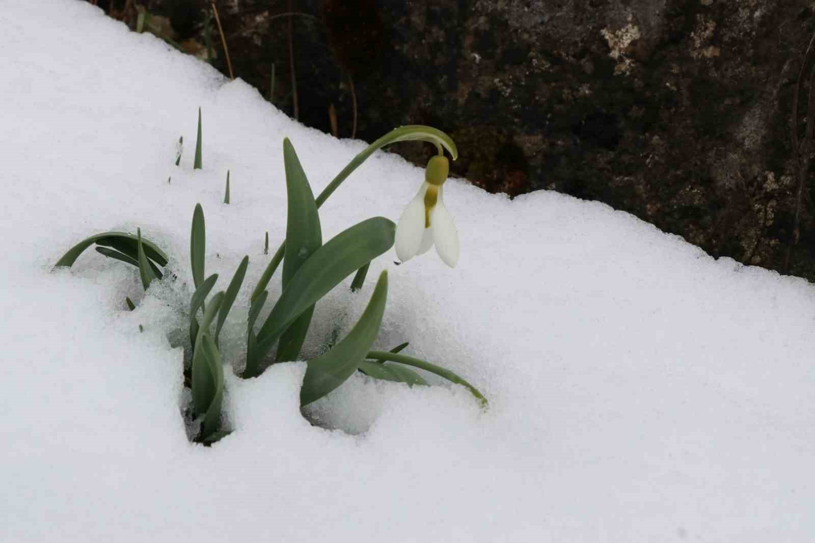 Mart karı kardelenleri yeniden beyaza bürüdü
