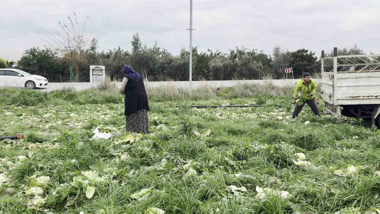 Marul toplama maliyetini karşılamayınca bedava dağıttı
