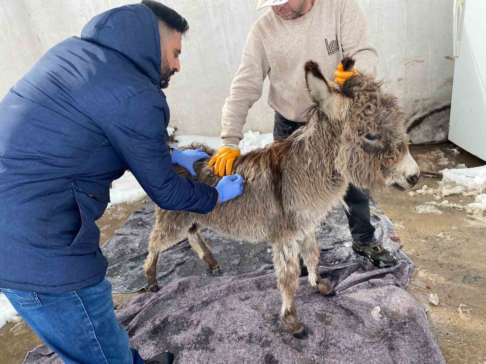Mazıdağı Belediyesinin "sahip çıkıldı" dediği sıpa sokağa terk edildi
