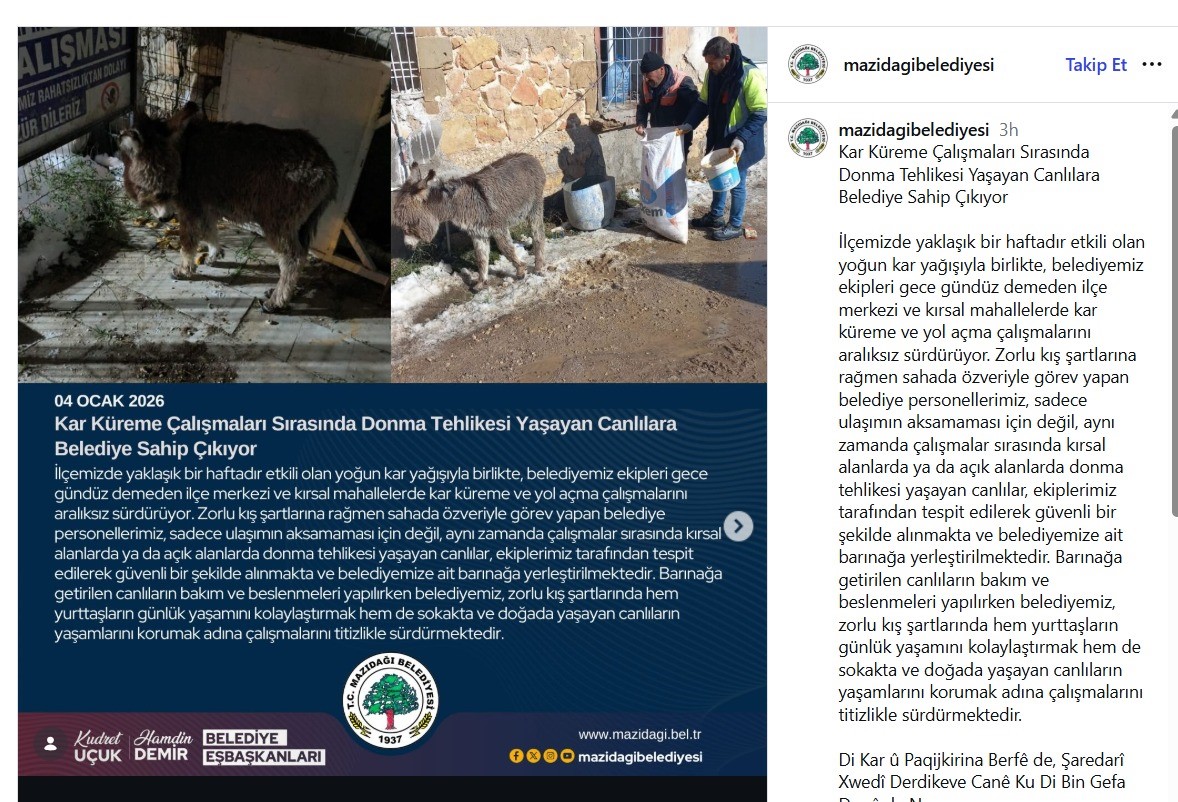 Mazıdağı Belediyesinin "sahip çıkıldı" dediği sıpa sokağa terk edildi
