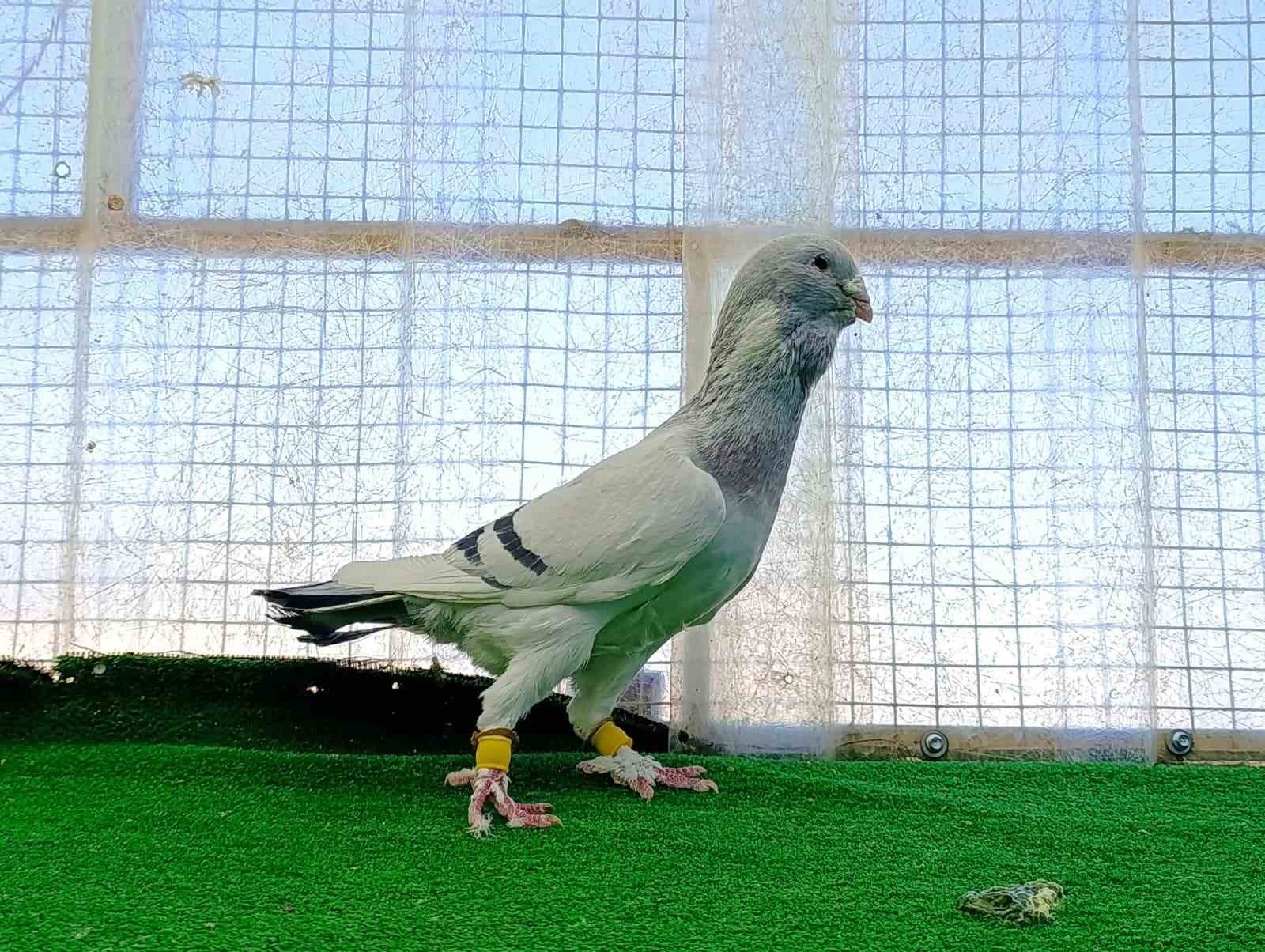 Memurluğu bırakıp güvercin yetiştiricisi oldu, otomobil fiyatına satıyor
