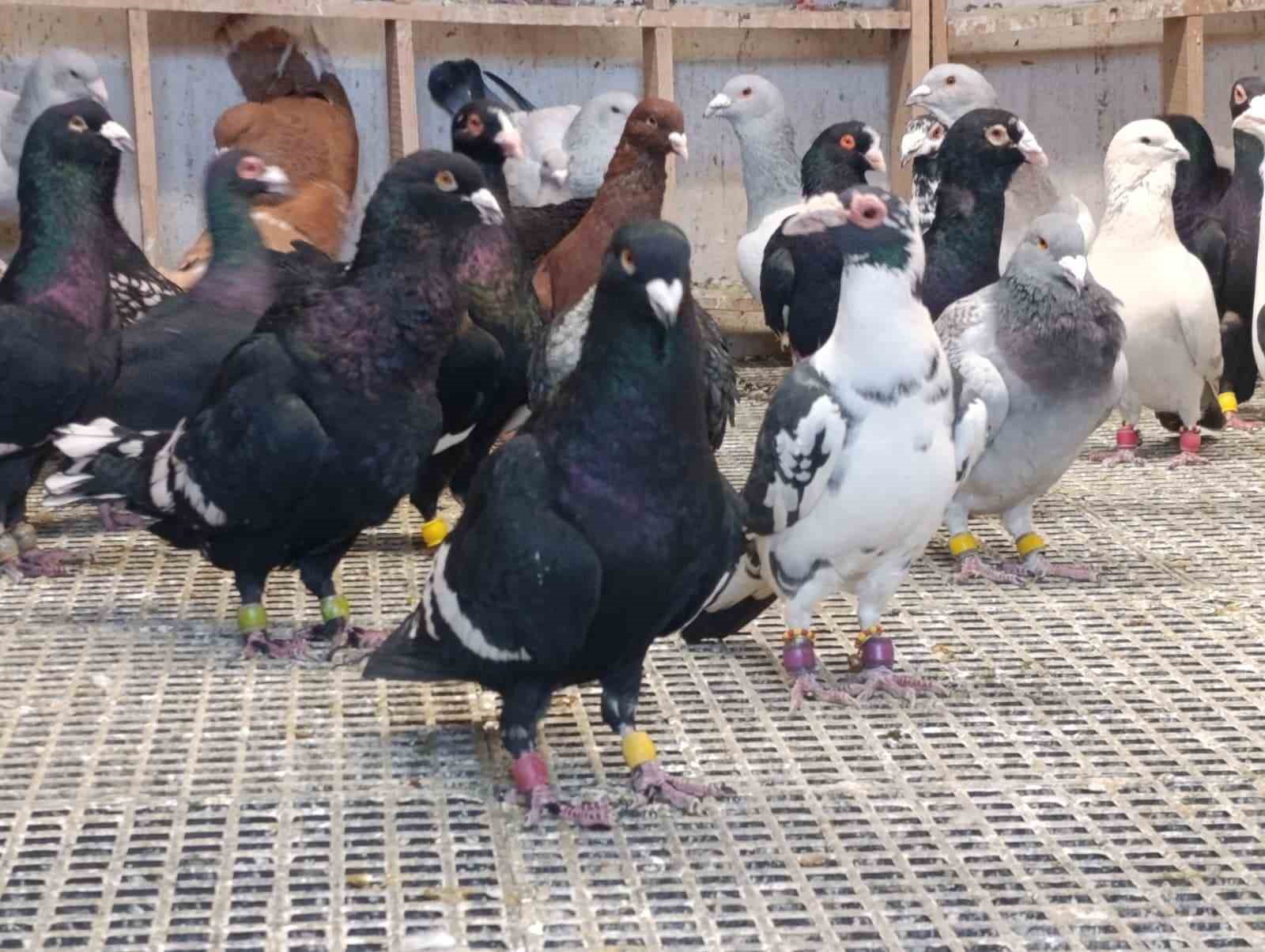 Memurluğu bırakıp güvercin yetiştiricisi oldu, otomobil fiyatına satıyor
