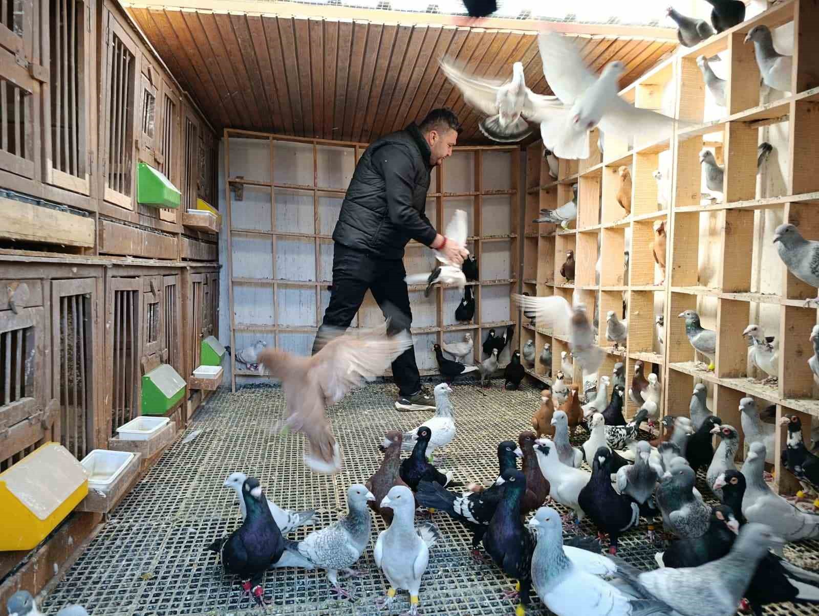 Memurluğu bırakıp güvercin yetiştiricisi oldu, otomobil fiyatına satıyor
