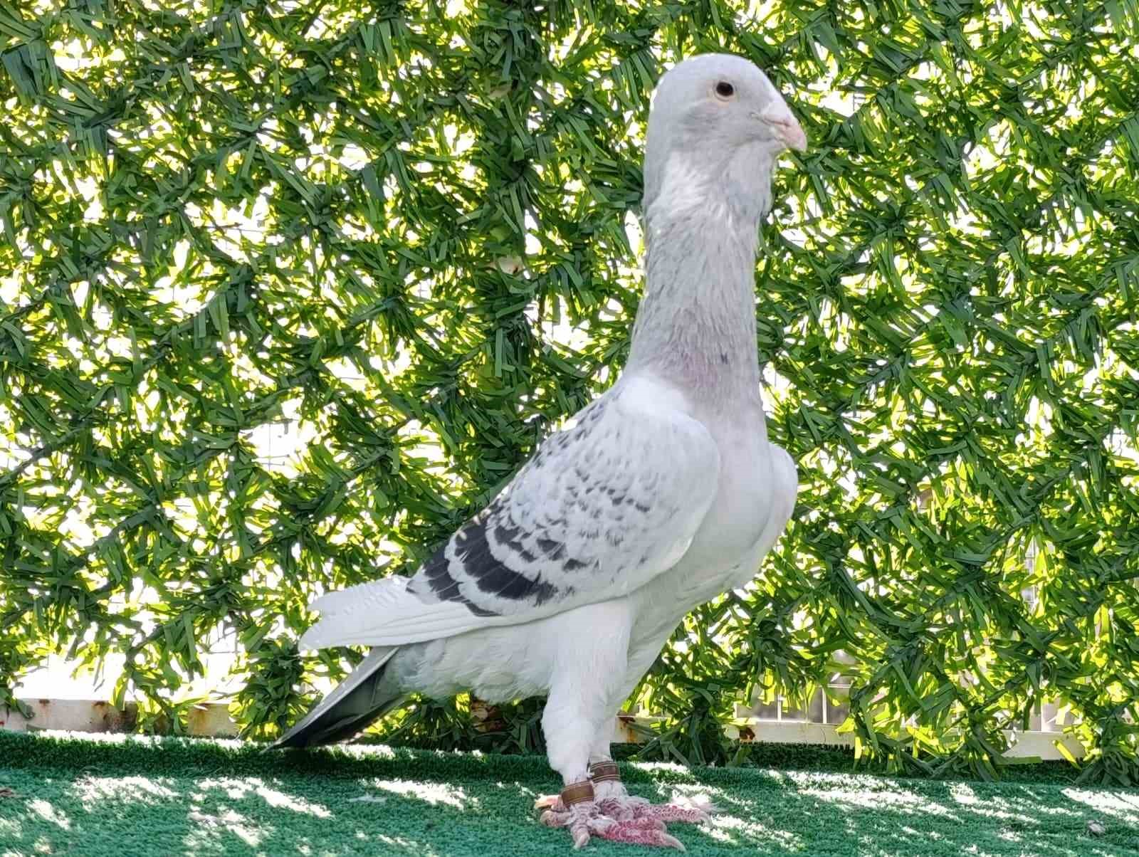 Memurluğu bırakıp güvercin yetiştiricisi oldu, otomobil fiyatına satıyor
