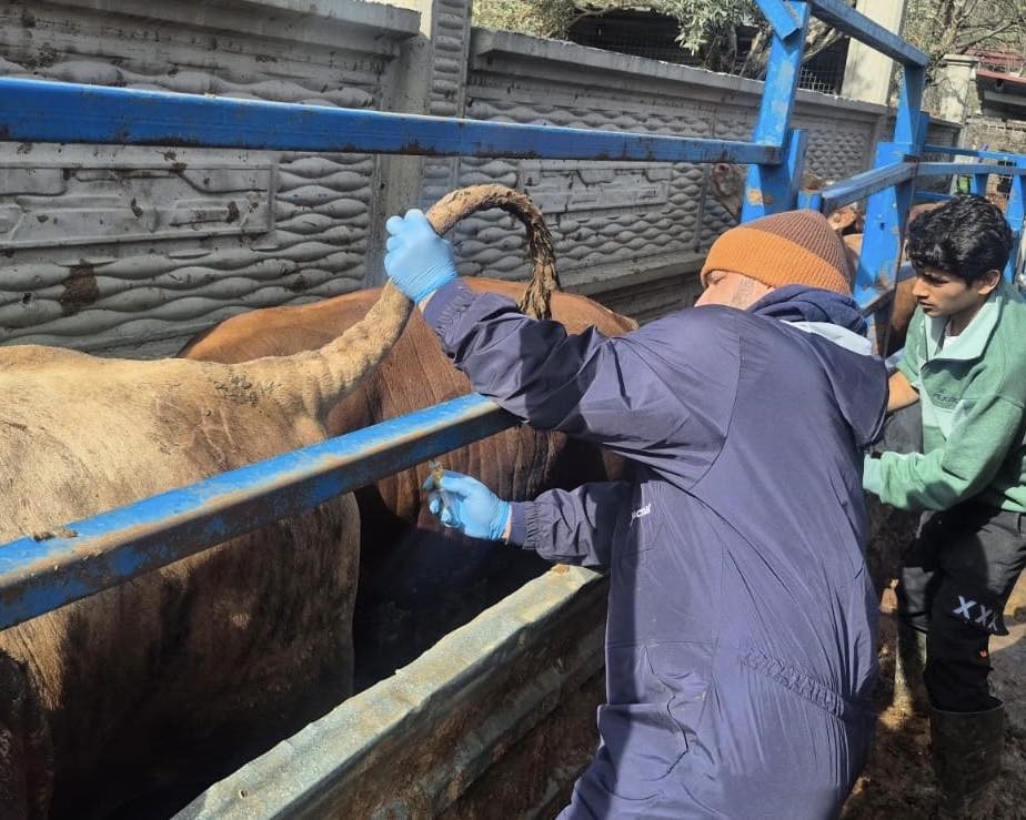 Menteşe’de ithal besilik hayvanların sağlık kontrolleri yapıldı
