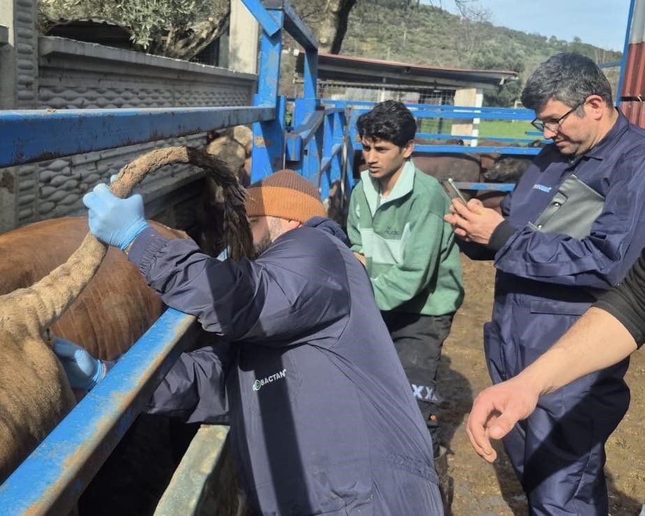 Menteşe’de ithal besilik hayvanların sağlık kontrolleri yapıldı
