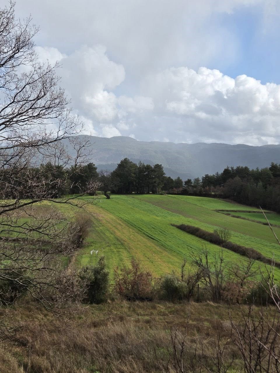 Menteşe’de sağanak yağışların ardından tarım arazilerinde hasar tespit çalışmaları başladı

