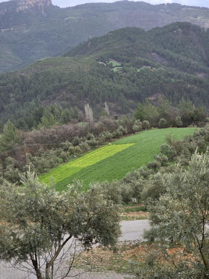 Menteşe’de sağanak yağışların ardından tarım arazilerinde hasar tespit çalışmaları başladı
