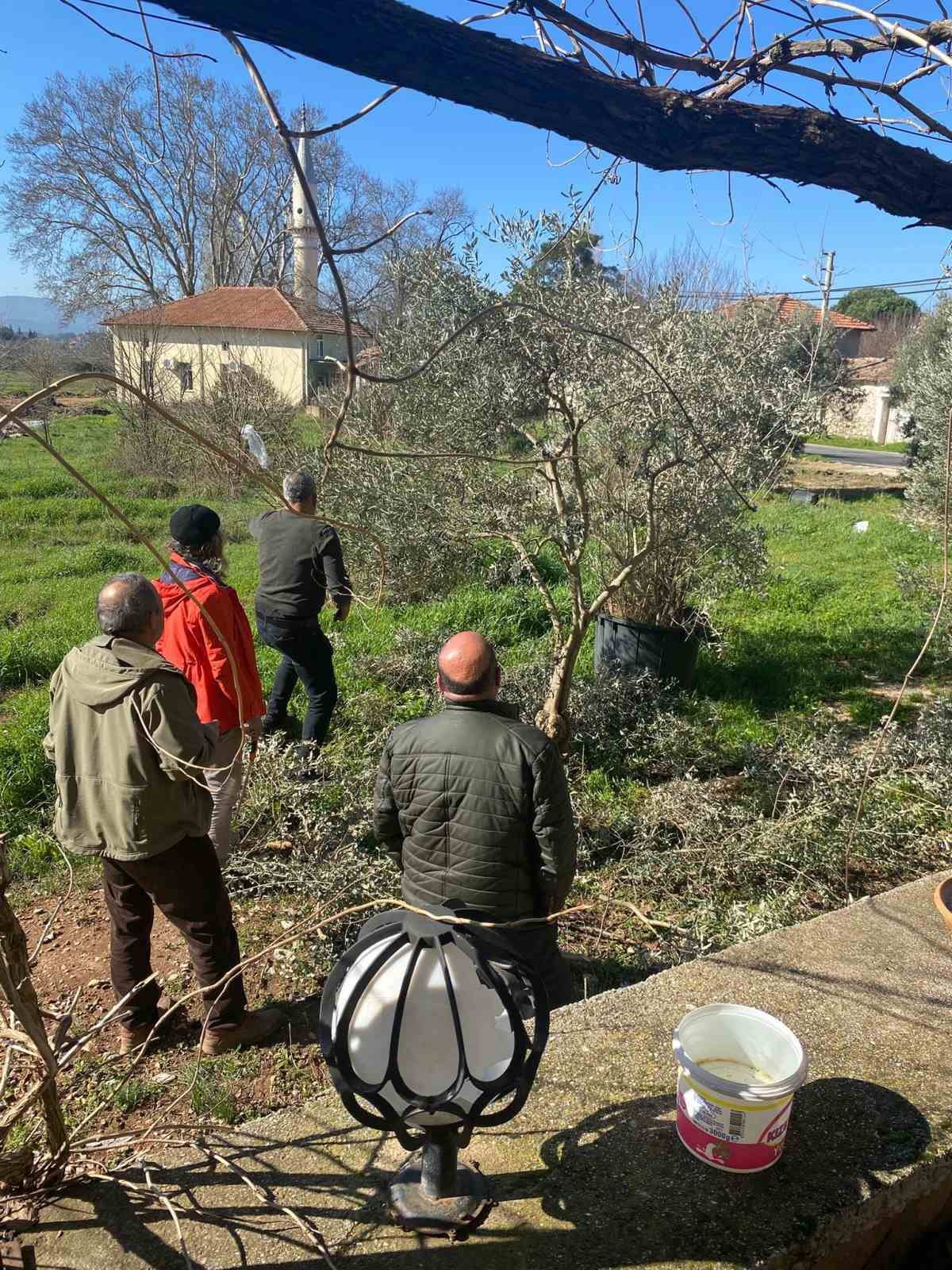 Menteşe’de zeytin ağaçları mercek altında
