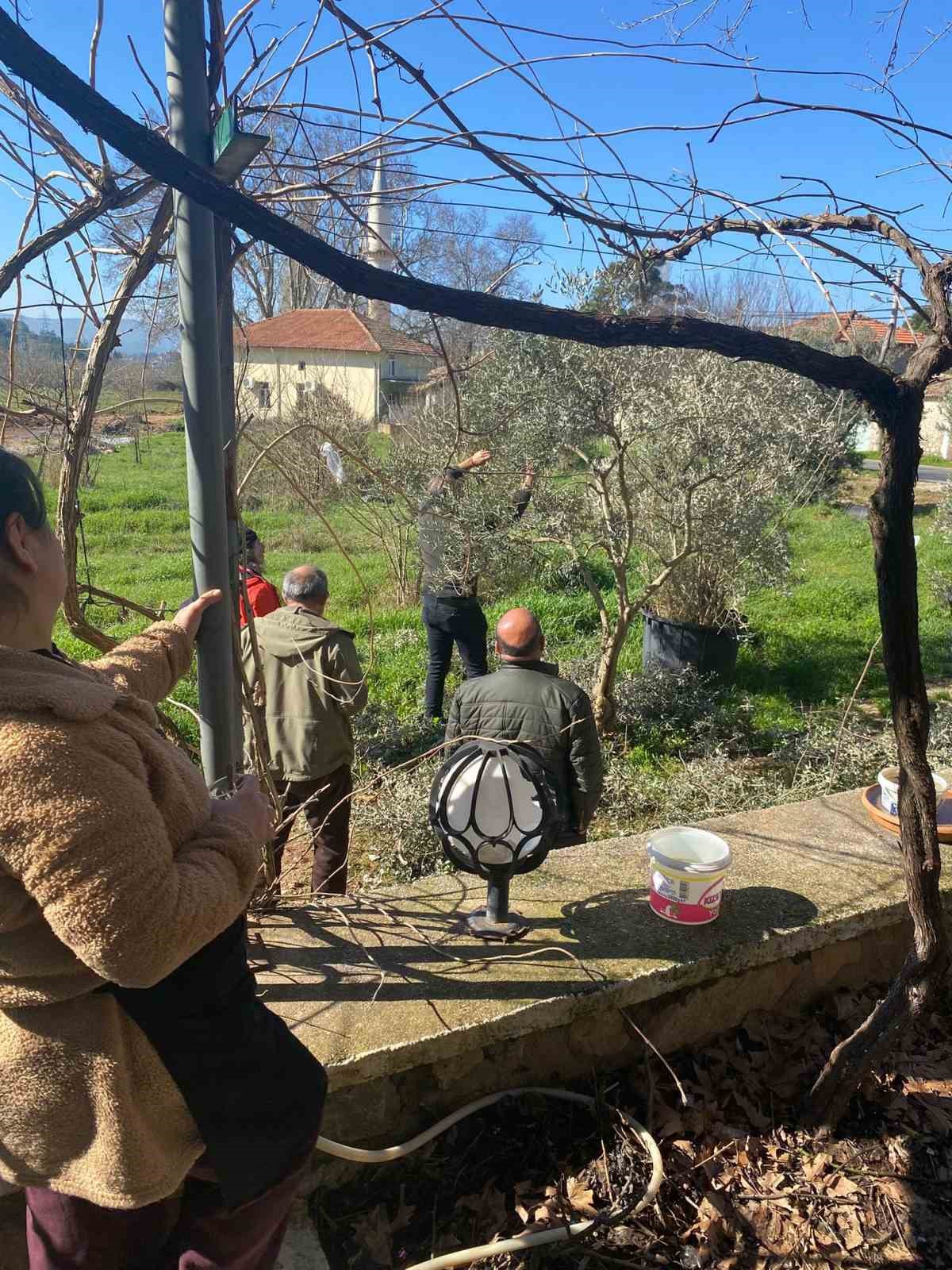 Menteşe’de zeytin ağaçları mercek altında
