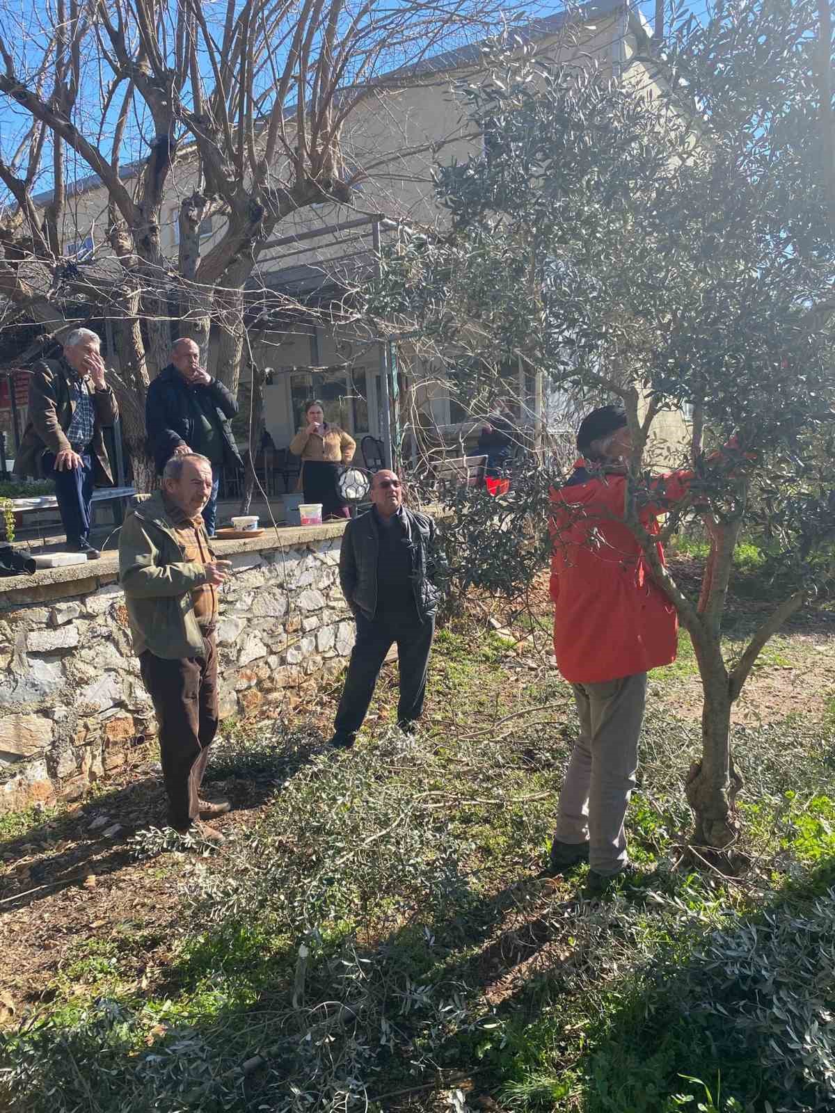 Menteşe’de zeytin ağaçları mercek altında
