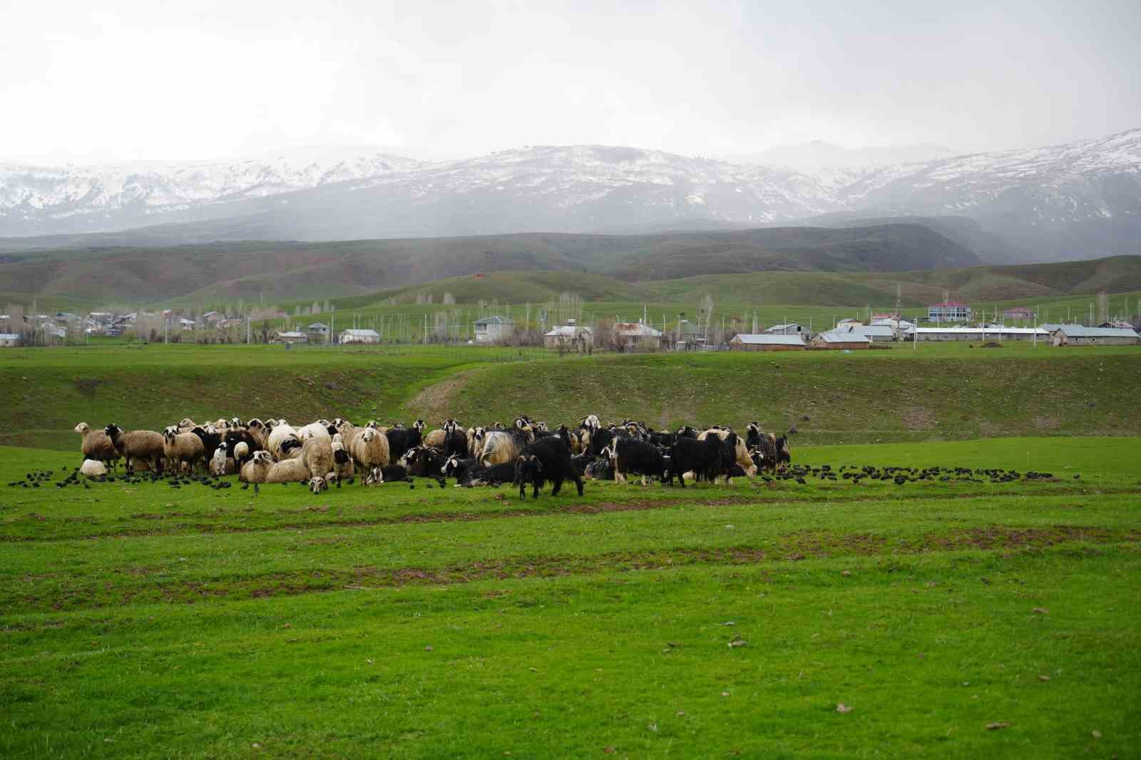 Meradaki koyunların yanına gelen sığırcık kuşları görsel şölen sundu
