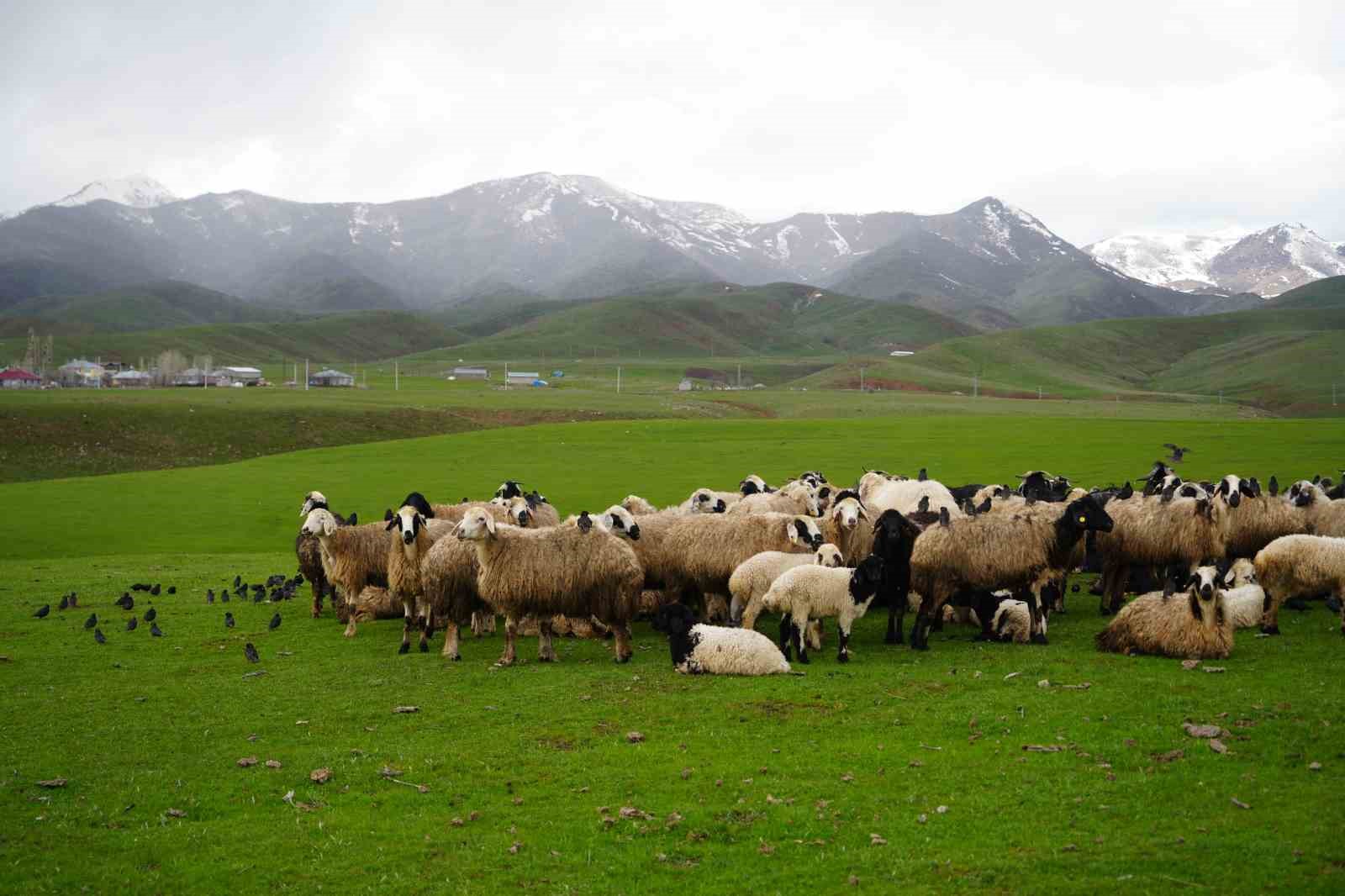Meradaki koyunların yanına gelen sığırcık kuşları görsel şölen sundu
