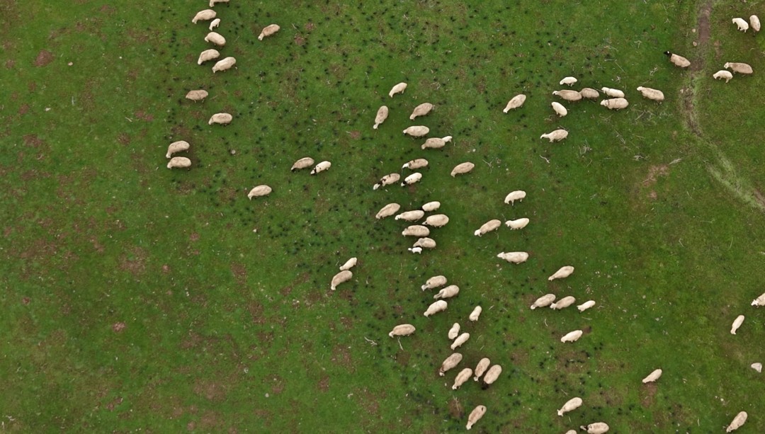Meradaki koyunların yanına gelen sığırcık kuşları görsel şölen sundu
