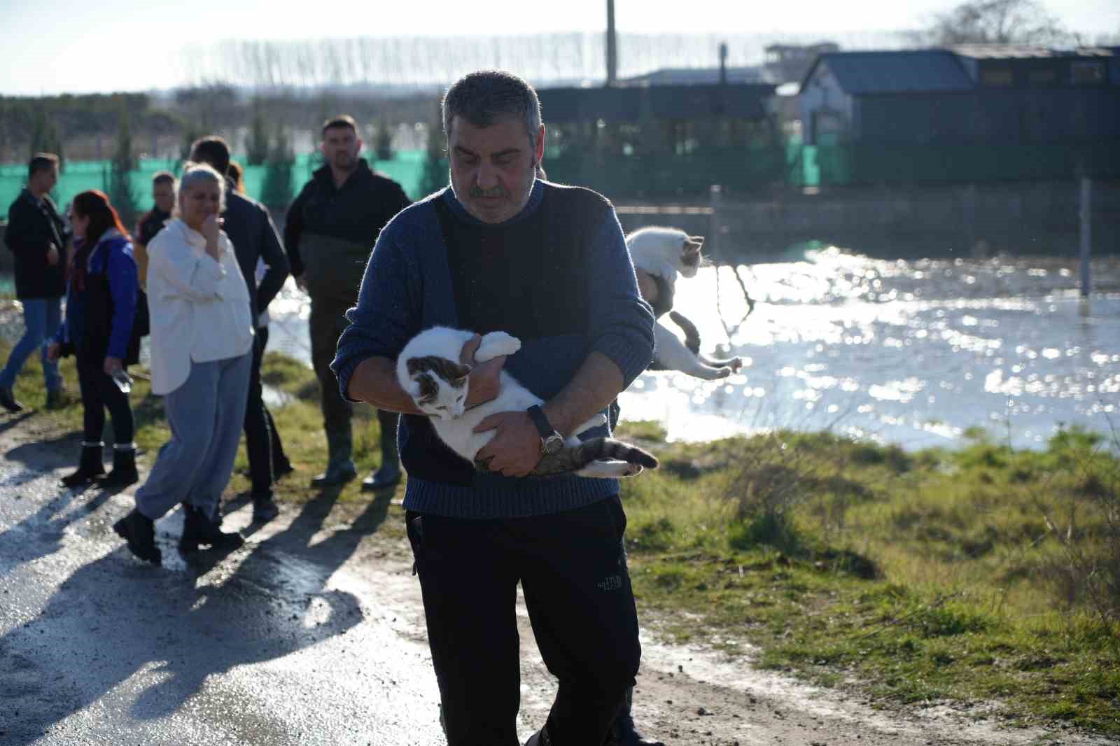 Meriç Nehri taştı; hayvanlar tahliye edildi, çiftçi malını kurtardı
