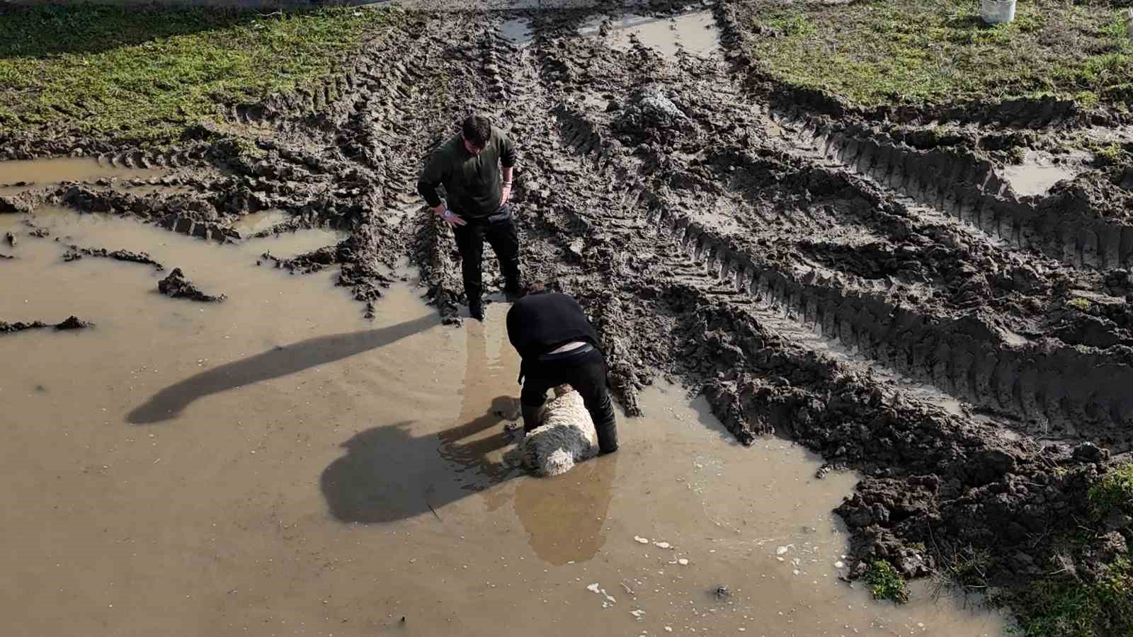 Meriç Nehri taştı, tarım arazileri ve yerleşim alanları sular altında kaldı
