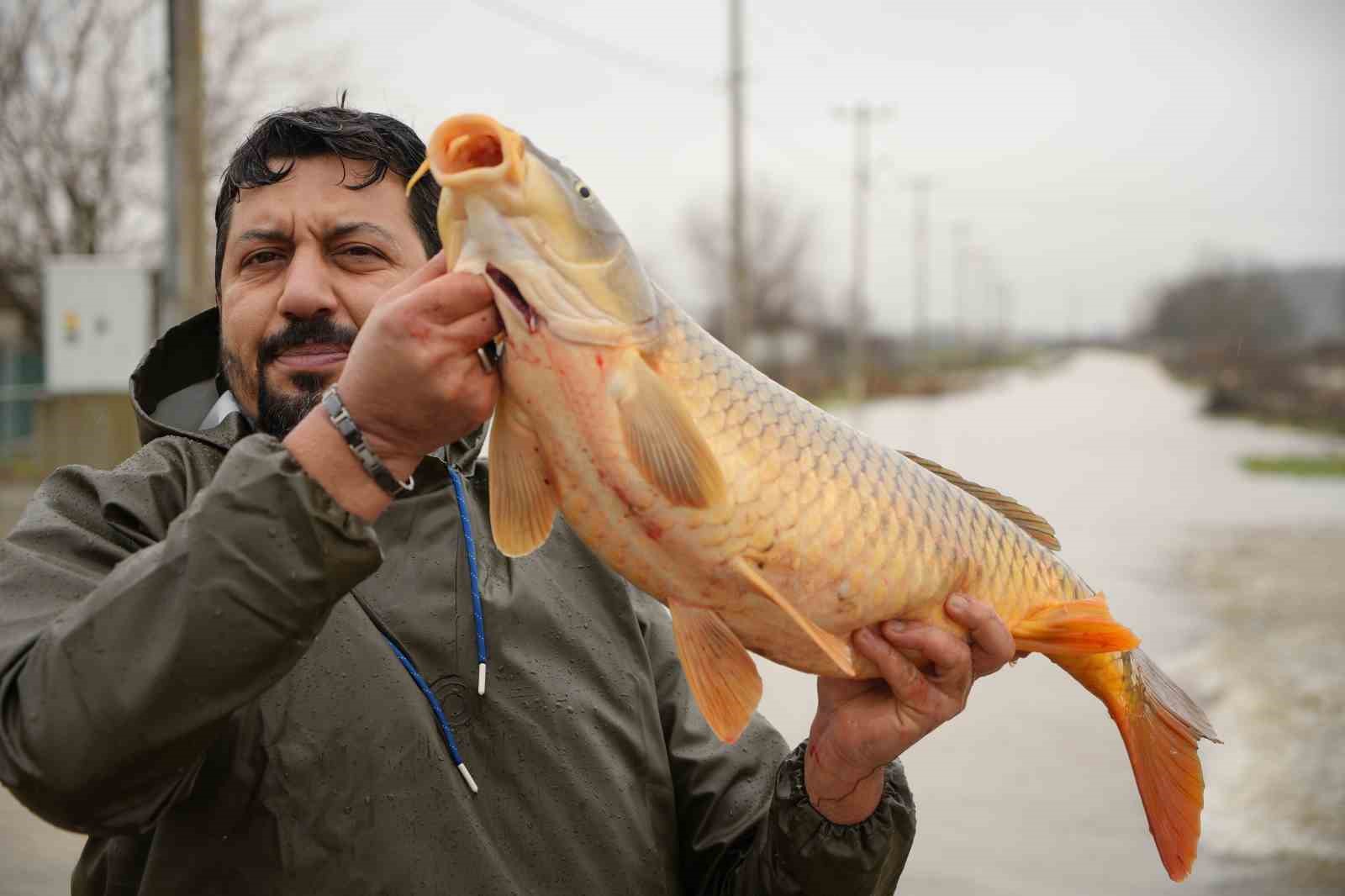 Meriç Nehri’nin taşmasıyla bazı vatandaşlar tarlasında canlı sazan balığı yakaladı
