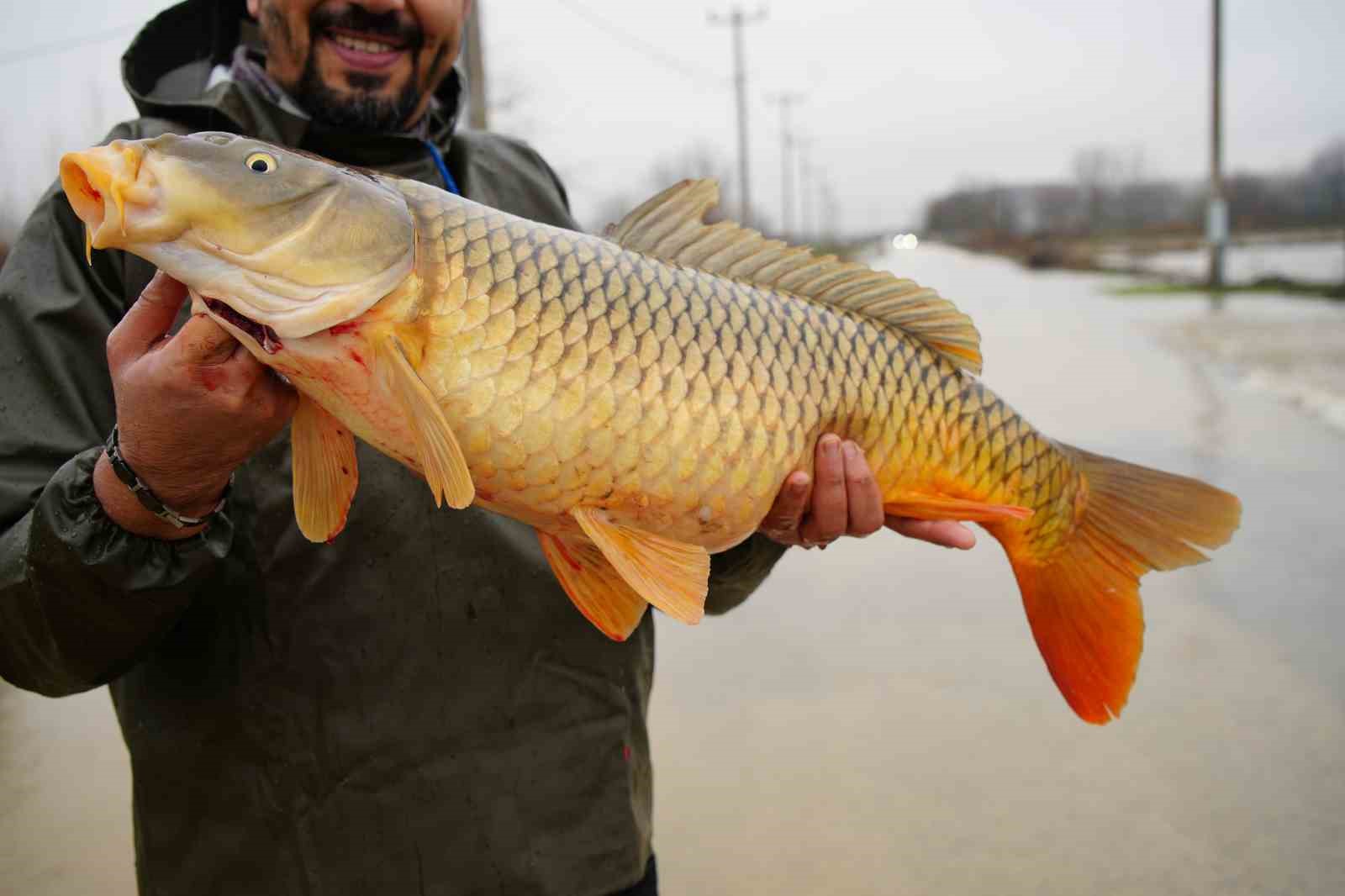 Meriç Nehri’nin taşmasıyla bazı vatandaşlar tarlasında canlı sazan balığı yakaladı
