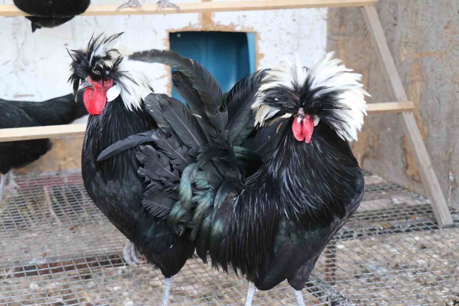 Mermer fabrikasında egzotik mesai: Farklı ırklardaki tavuklar burada yetişiyor
