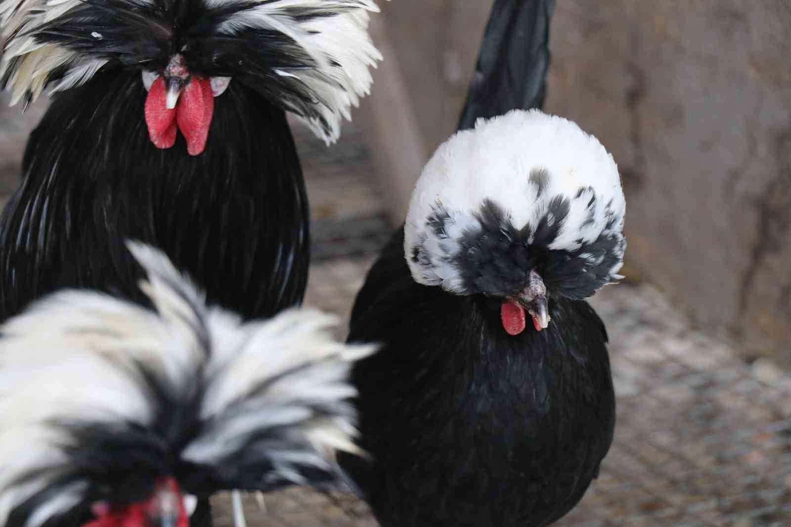 Mermer fabrikasında egzotik mesai: Farklı ırklardaki tavuklar burada yetişiyor
