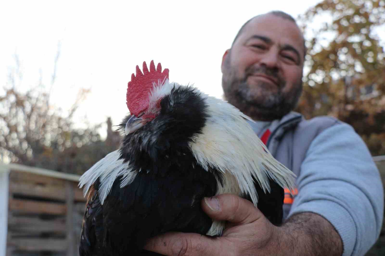 Mermer fabrikasında egzotik mesai: Farklı ırklardaki tavuklar burada yetişiyor
