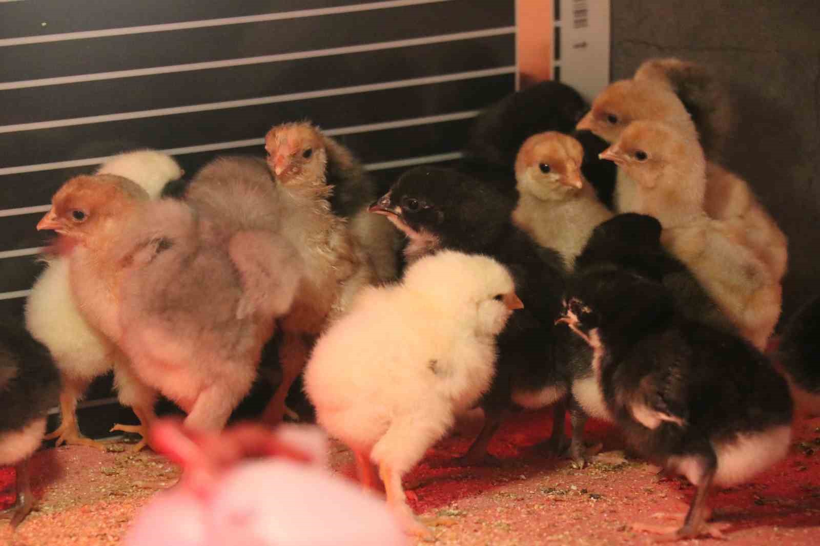 Mermer fabrikasında egzotik mesai: Farklı ırklardaki tavuklar burada yetişiyor
