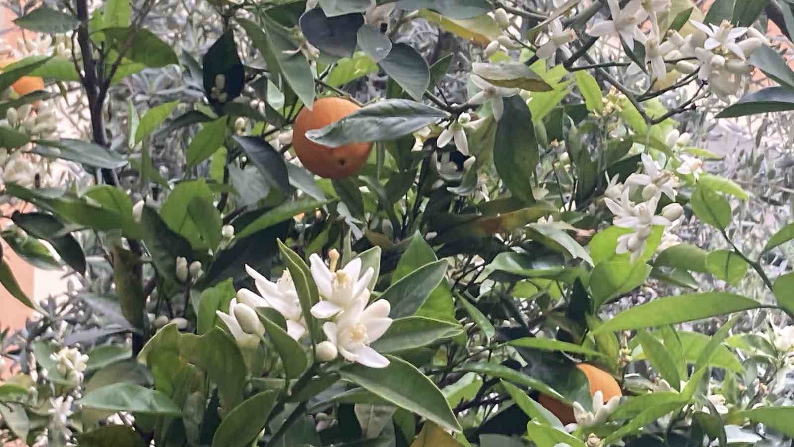 Mersin portakal kokmaya başladı: Dalında kalan ürünler toplanmadan çiçekler açtı
