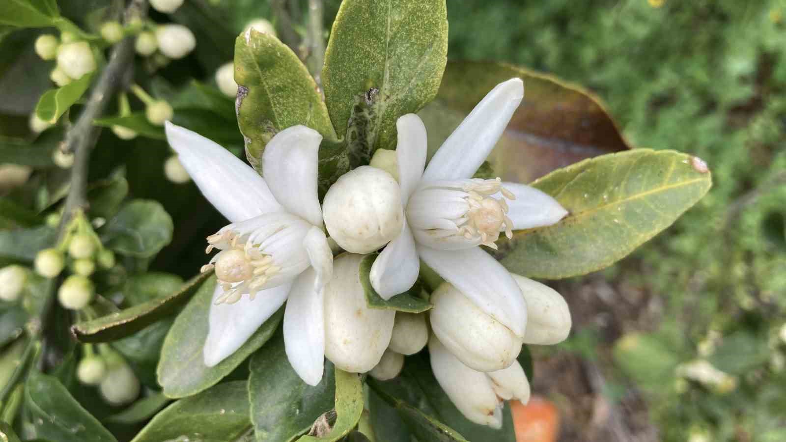 Mersin portakal kokmaya başladı: Dalında kalan ürünler toplanmadan çiçekler açtı
