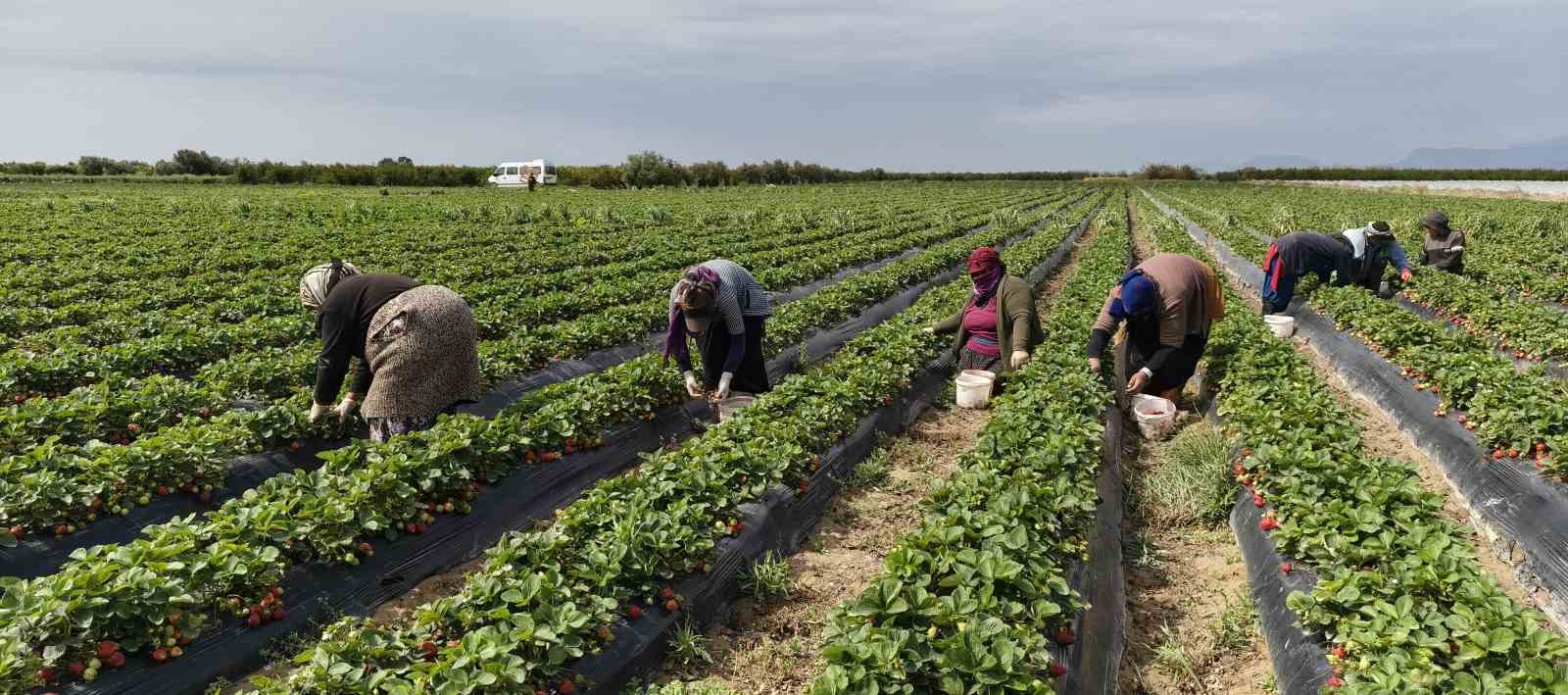 Mersin’de açıkta çilek hasadı başladı: İç pazarda kilogramı 65 ile 75 TL arasında
