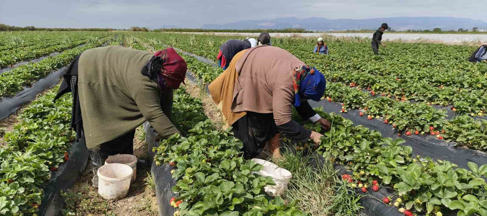 Mersin’de açıkta çilek hasadı başladı: İç pazarda kilogramı 65 ile 75 TL arasında
