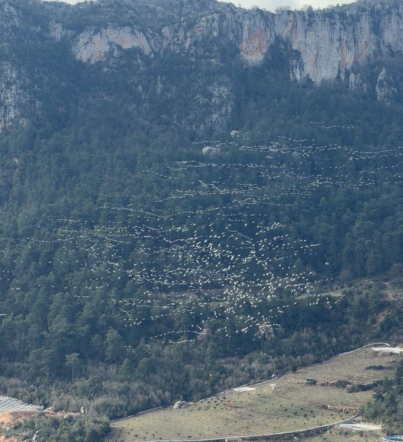 Mersin’de ak pelikanların dansı görsel şölen sundu
