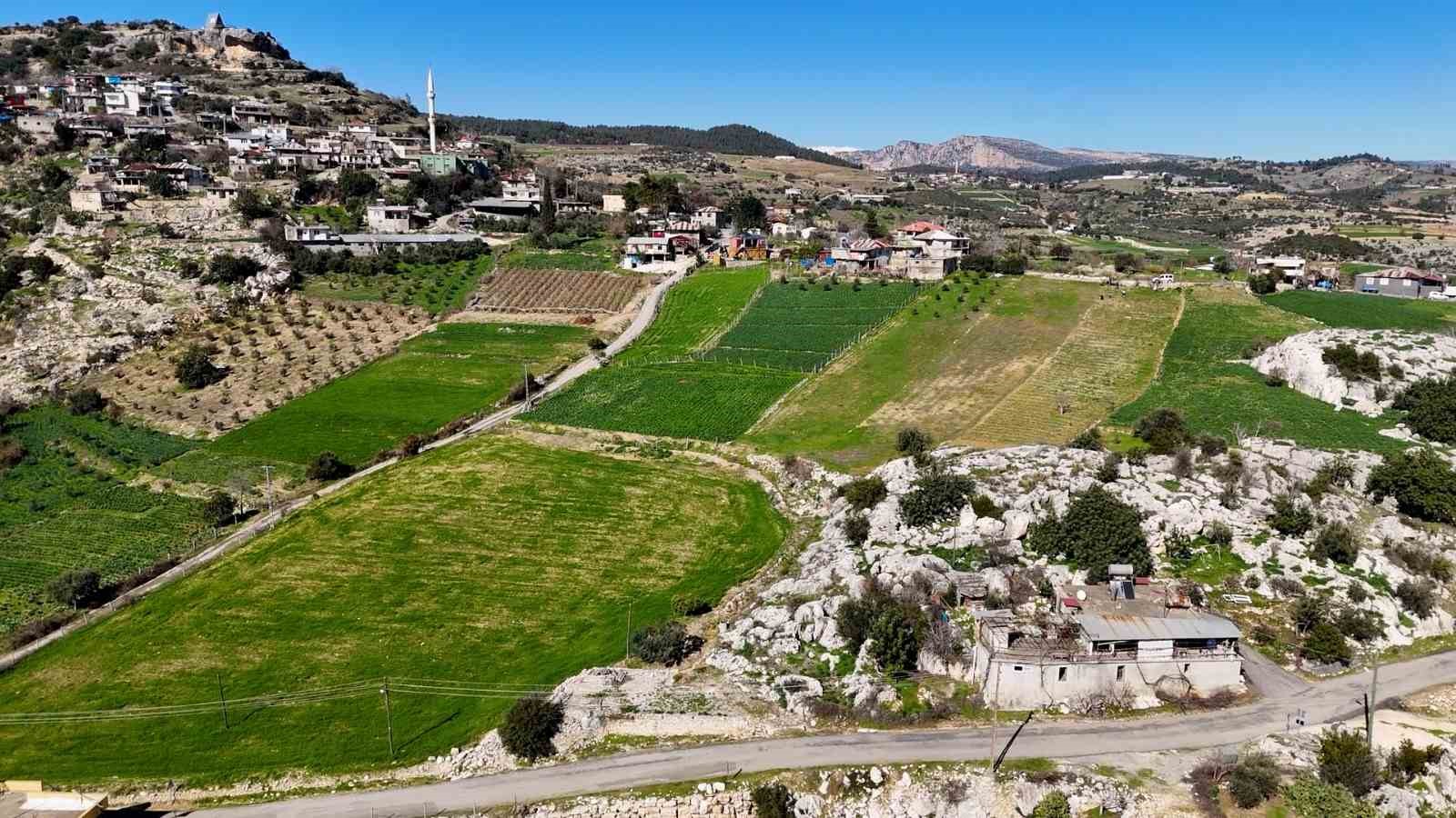 Mersin’de atıl araziler nergisle değerlendi, üretim 10 kat arttı
