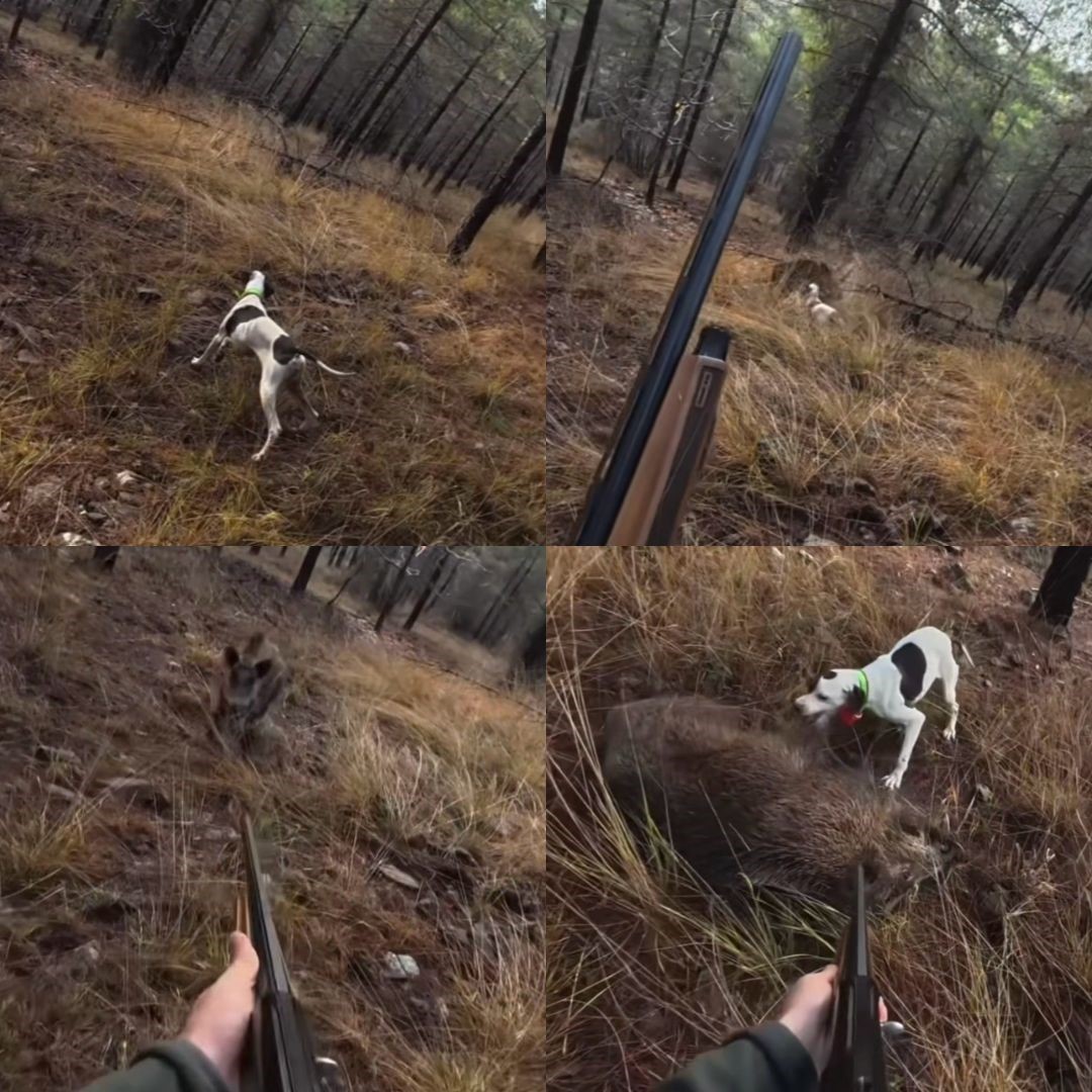 Mersin’de av sırasında domuz saldırısı kamerada
