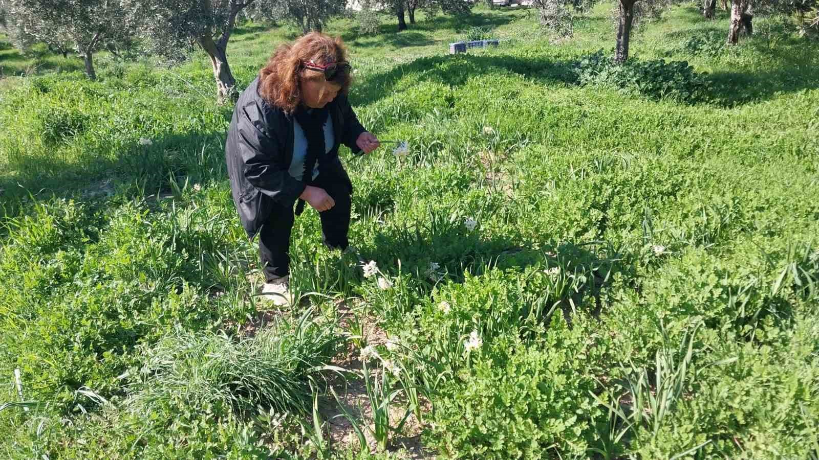 Mersin’de baharı yaşatan nergis çiçekleri gelir kaynağı oldu
