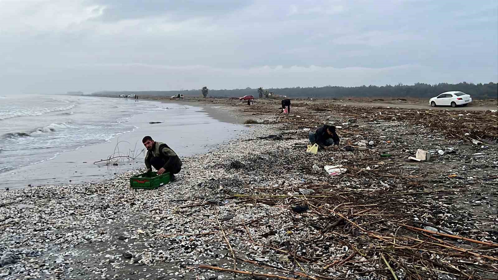 Mersin’de fırtına sonrası binlerce kargı midyesi sahile vurdu: Balıkçılar tek tek topladı

