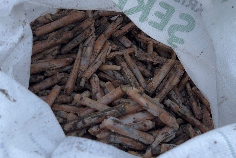 Mersin’de fırtına sonrası binlerce kargı midyesi sahile vurdu: Balıkçılar tek tek topladı
