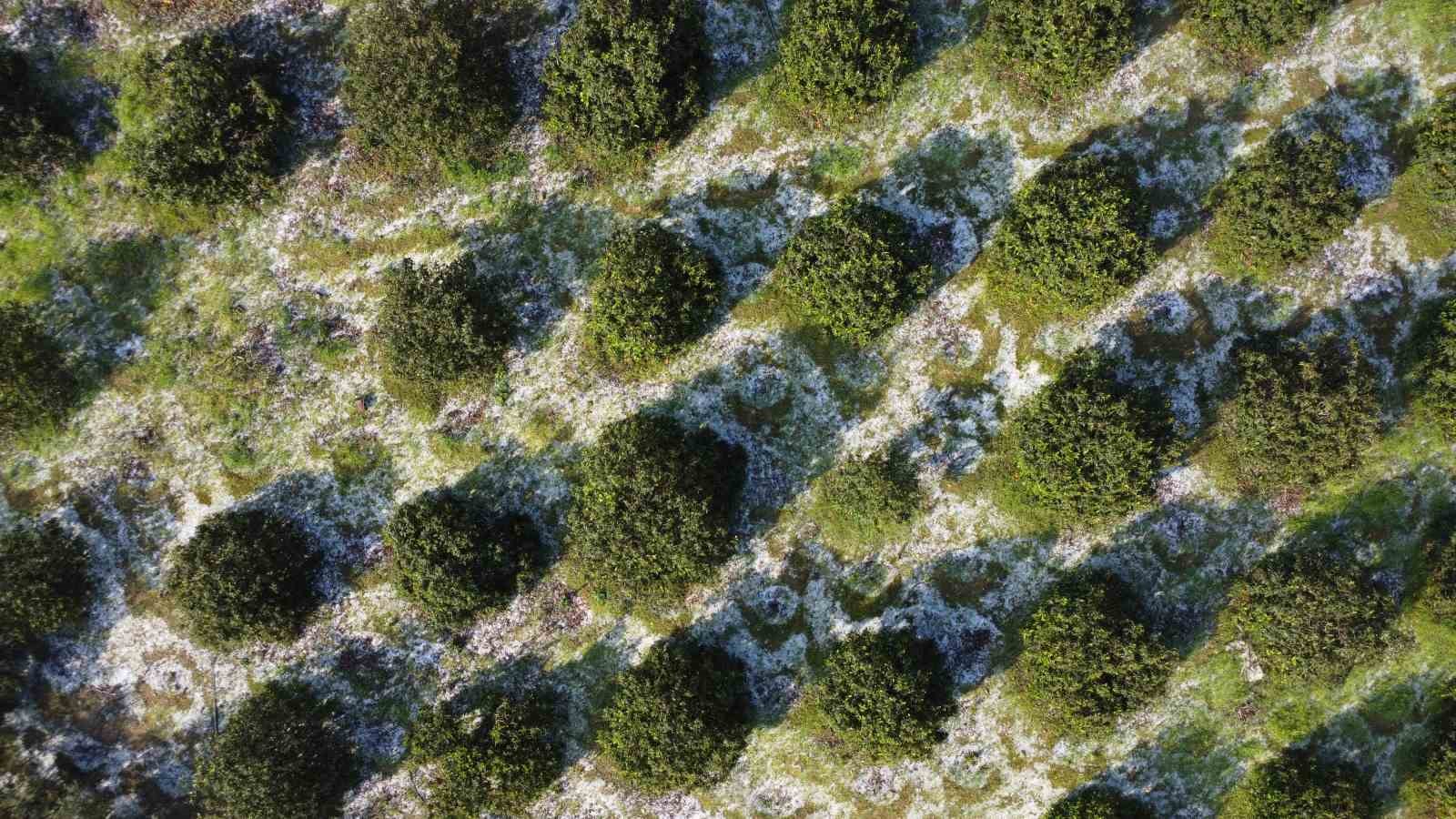 Mersin’de misket büyüklüğünde dolu etkili oldu: Orman ve bahçeler beyaza büründü
