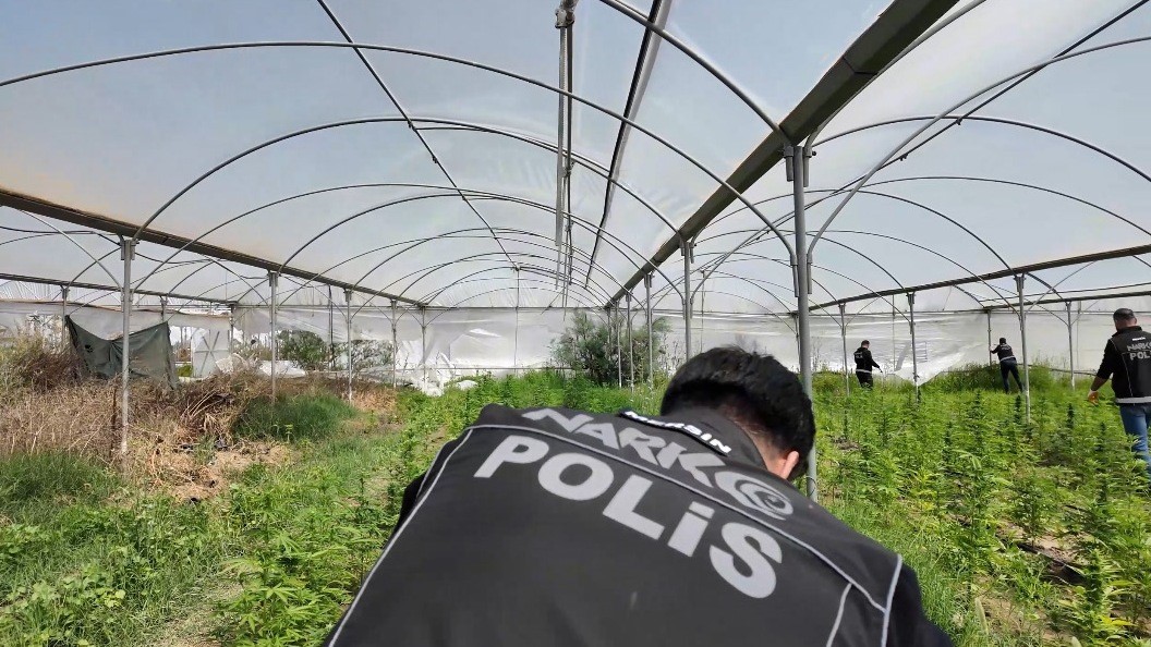 Mersin’de seraya baskın: Binlerce kök Hint keneviri ele geçirildi
