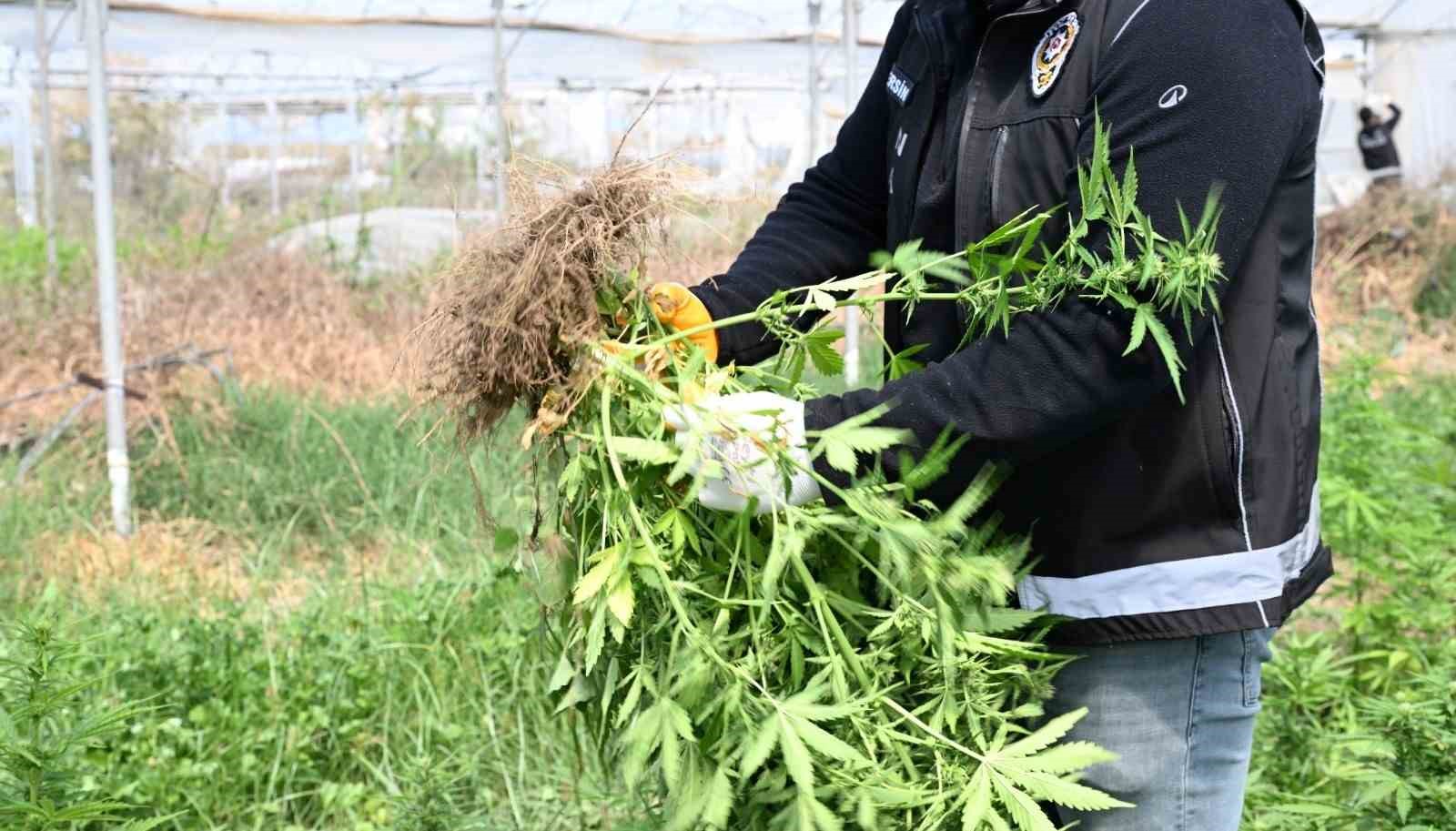 Mersin’de seraya baskın: Binlerce kök Hint keneviri ele geçirildi
