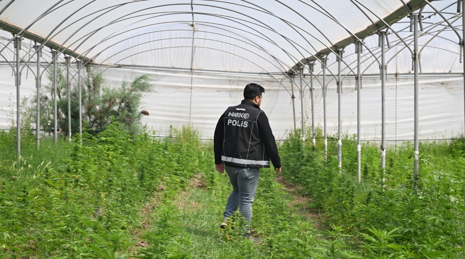 Mersin’de seraya baskın: Binlerce kök Hint keneviri ele geçirildi
