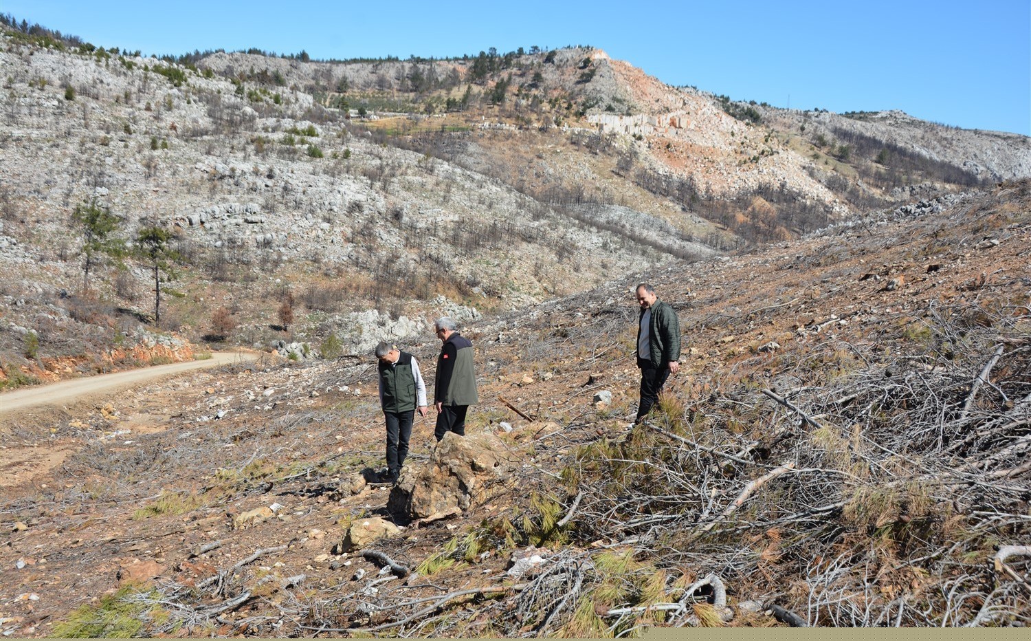 Mersin’de yangın sahalarında doğa yeniden canlanıyor
