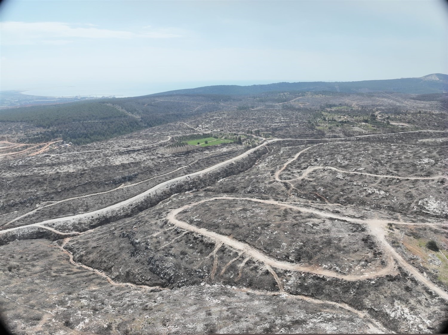 Mersin’de yangın sahalarında doğa yeniden canlanıyor
