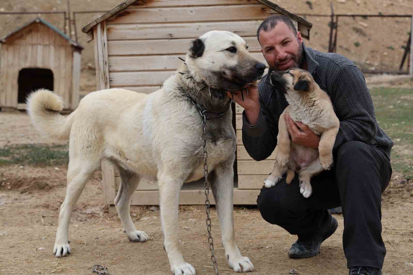 Mevsimin ilk kangalları dünyaya gözlerini açtı, karakterleri böyle ortaya çıkıyor
