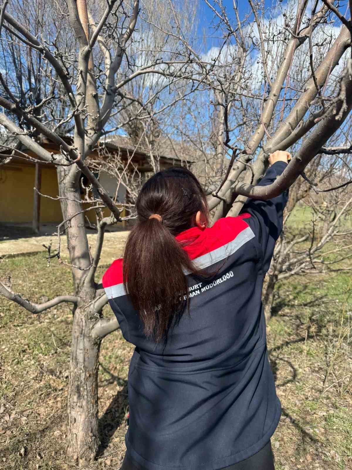 Meyve ağaçlarında budama çalışmaları devam ediyor
