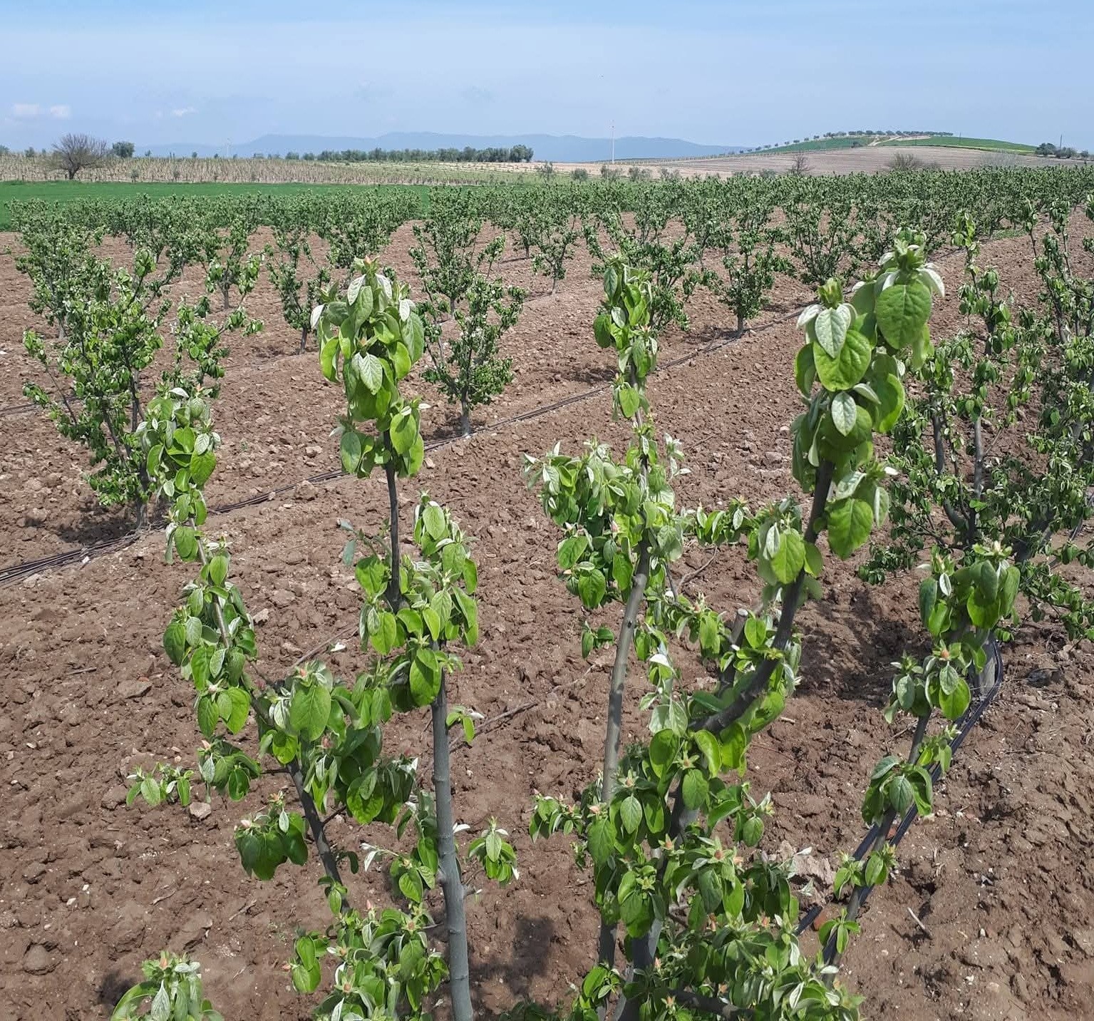 Meyve üreticilerine ateş yanıklığı uyarısı
