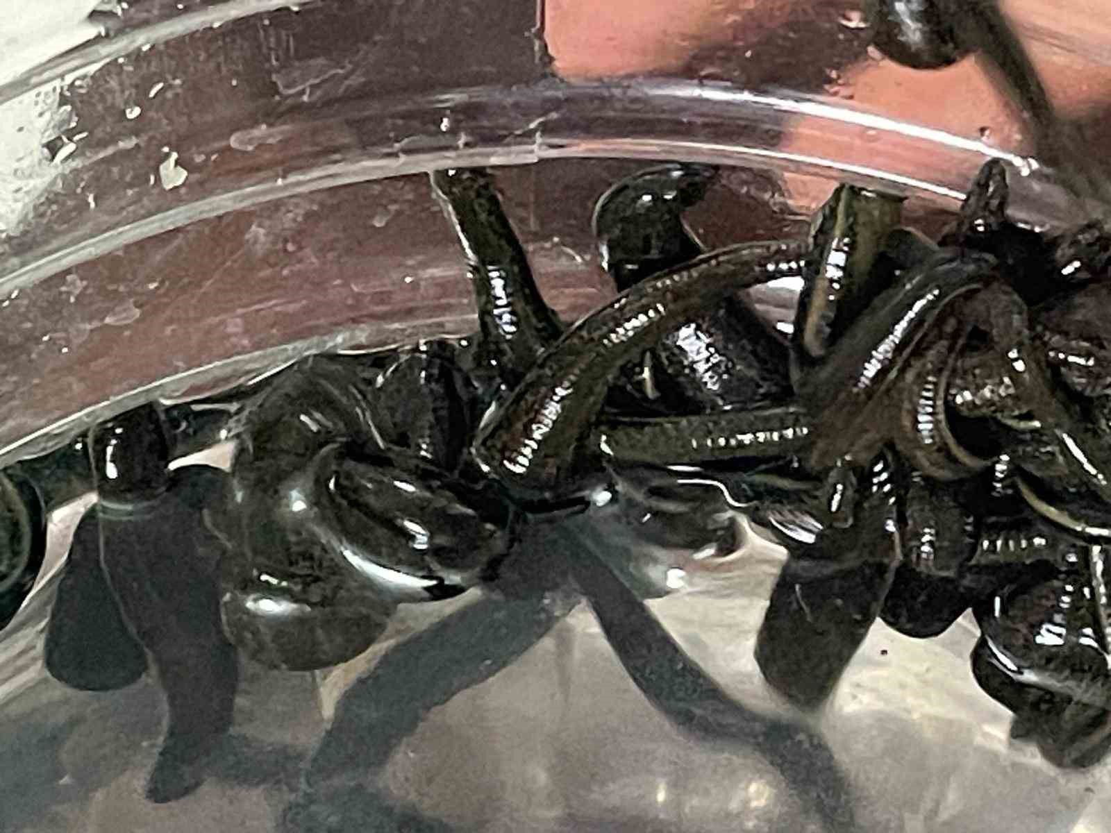 Mezbaha kanıyla besleniyor, birçok hastalığa şifa oluyorlar
Mezbaha kanıyla besleniyor, birçok hastalığa şifa oluyorlar