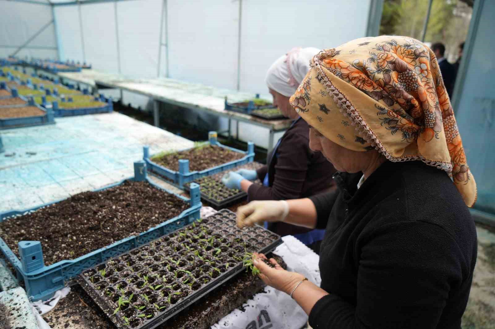 Milyonlarca sebze fidesi profesyonel ellerde üretiliyor
