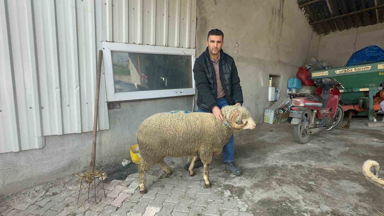 Milyonluk koçun kuzuları için bugünden sıraya girdiler
Milyonluk koçun kuzuları için bugünden sıraya girdiler